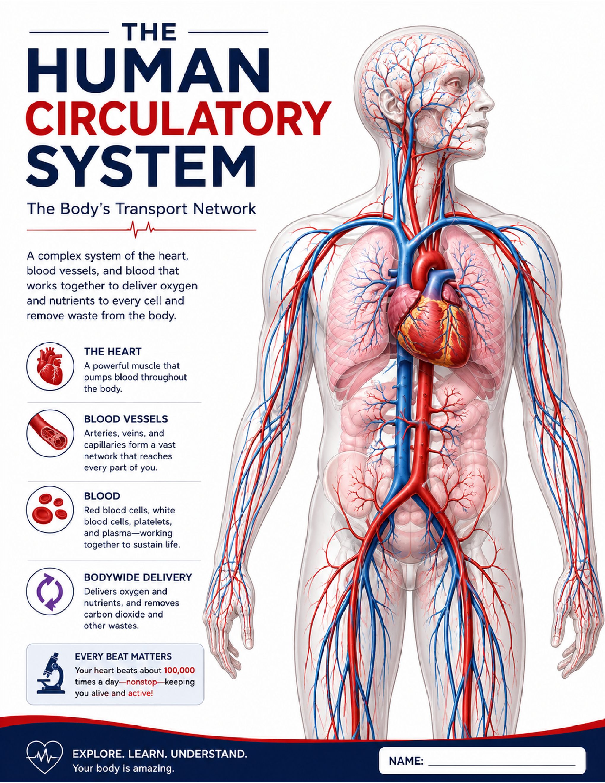 Human Circulatory System cover